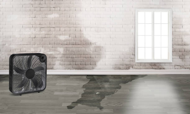 Best Water damage cleanup near me  in Immokalee, FL