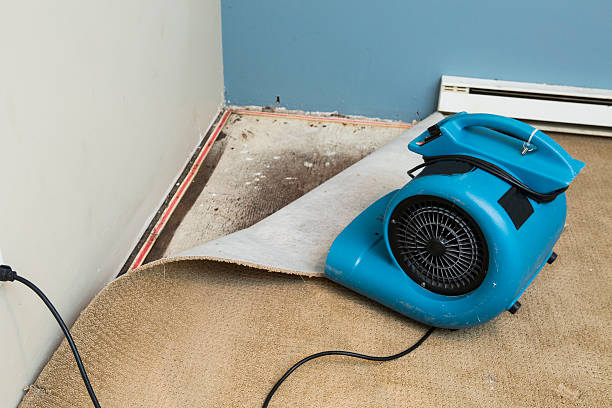 Best Water damage restoration near me  in Immokalee, FL